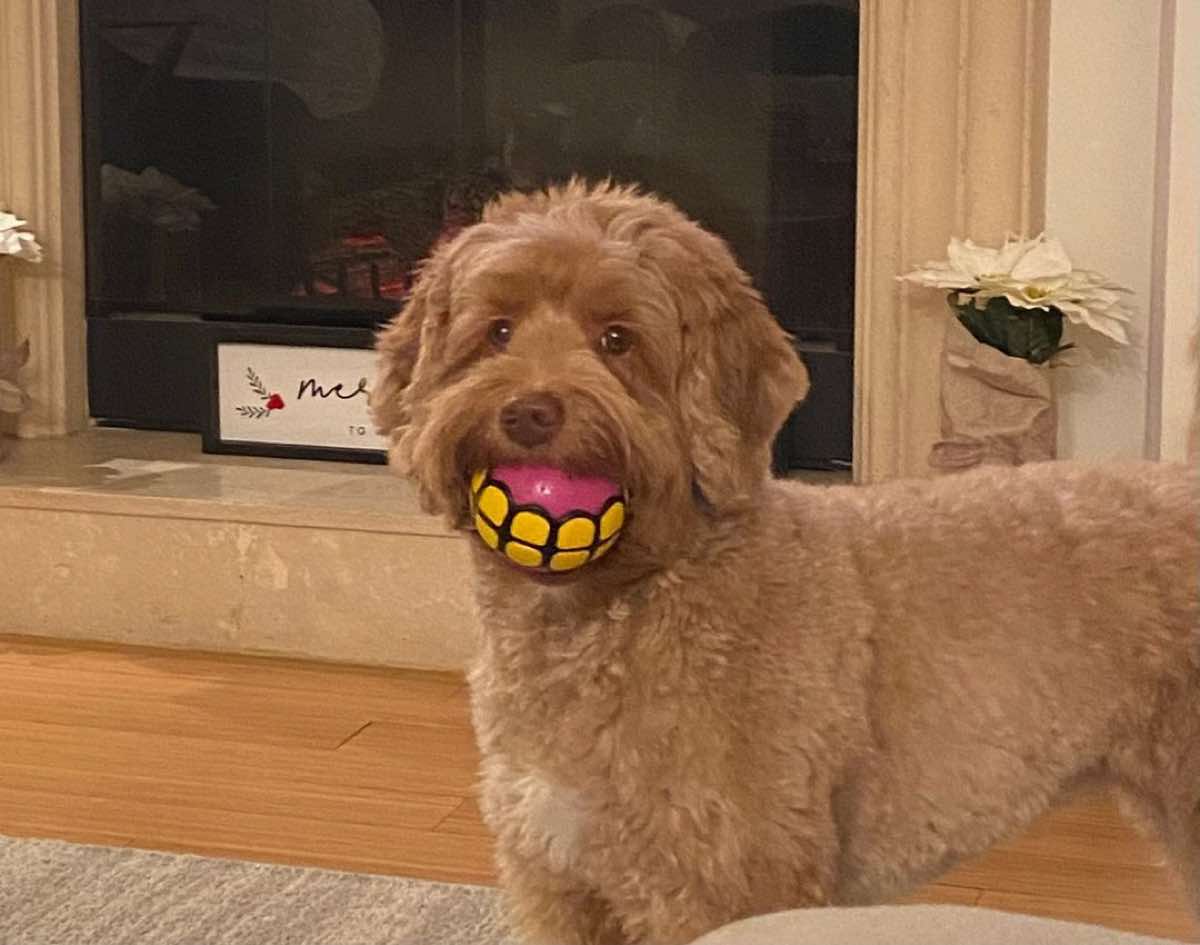 15 Best Dog Ball Games To Play (And Fun!)