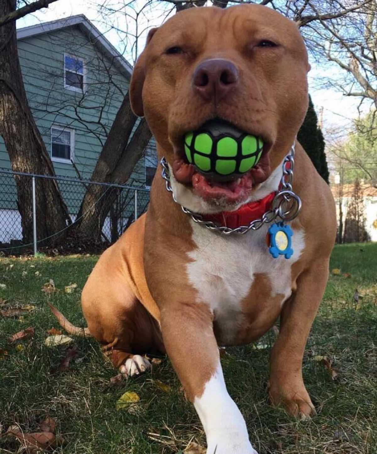 Funny Dog Toys for Pitbulls and Aggressive Chewers in 2026
